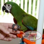 5-Year Old Severe Macaw