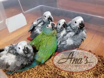 African Grey babies