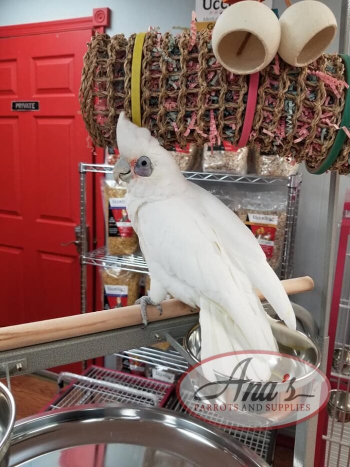 Bare-Eyed Cockatoo