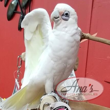 Bare-Eyed Cockatoo