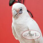 Bare-Eyed Cockatoo