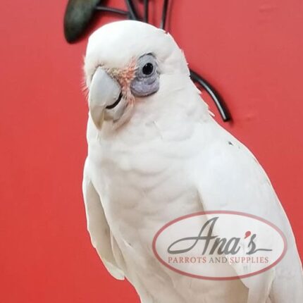 Bare-Eyed Cockatoo