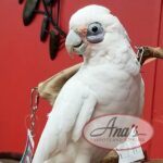 Bare-Eyed Cockatoo