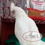 Bare-Eyed Cockatoo