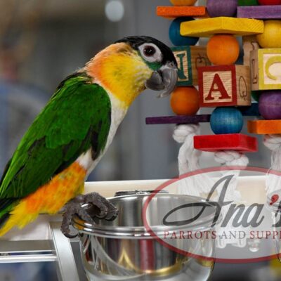 Black-Headed Caique