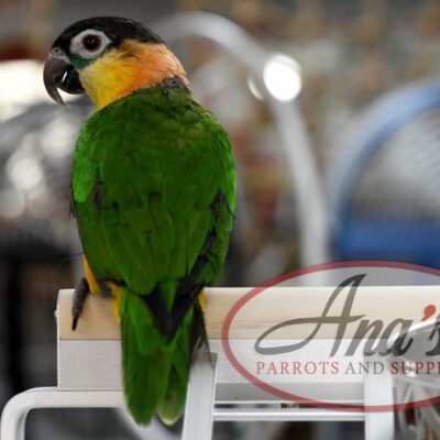Black-Headed Caique