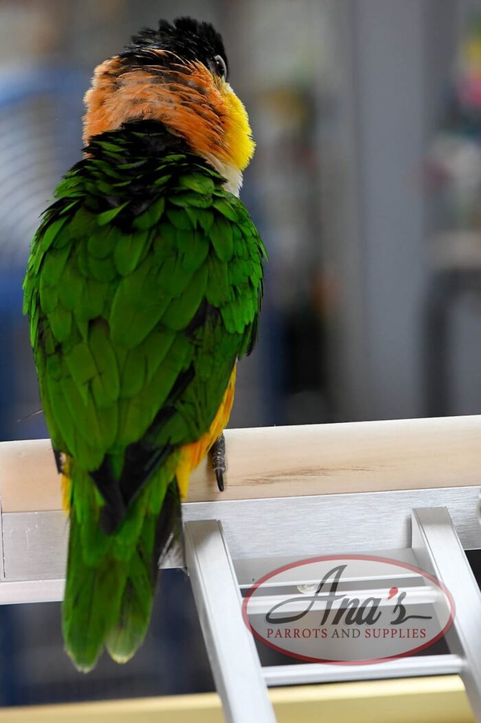 Black-Headed Caique