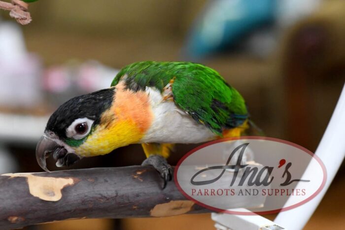 Black-Headed Caique