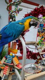 Blue and Gold Macaw