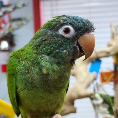 Blue Crowned Conure Babies