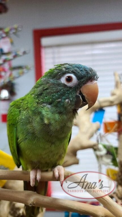 Blue Crowned Conure Babies