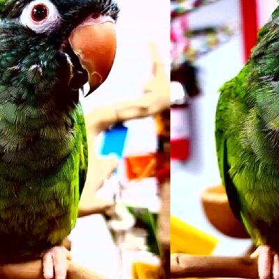 Blue Crowned Conure Babies