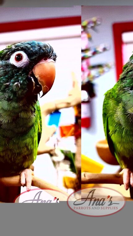 Blue Crowned Conure Babies