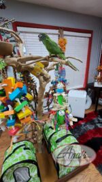 Blue Crowned Conure Babies