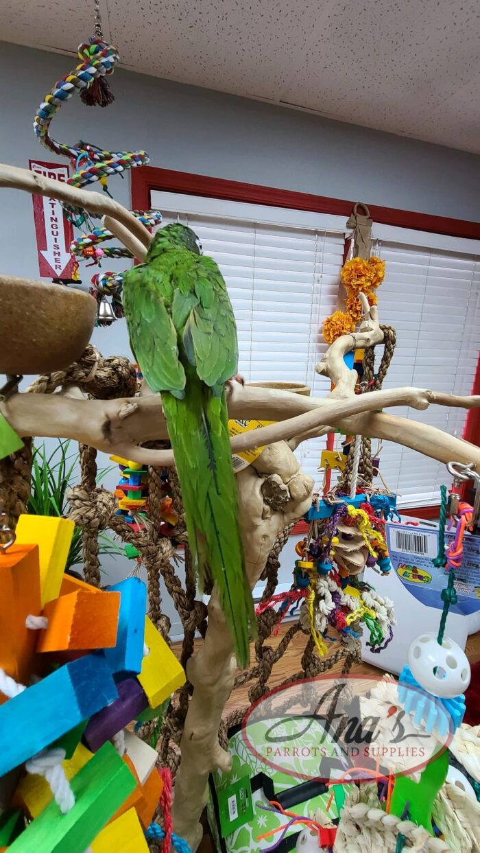 Blue Crowned Conure Babies