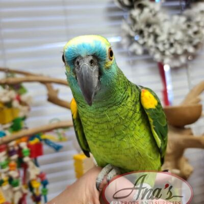 Blue Front Amazon