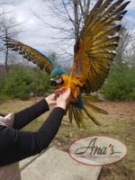 Blue & Gold Macaw Baby