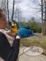 Blue & Gold Macaw Baby