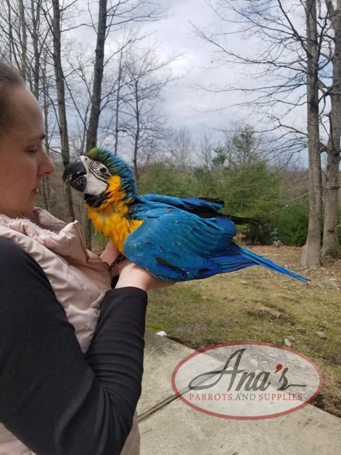 Blue & Gold Macaw Baby