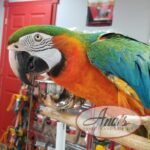 Catalina Macaw