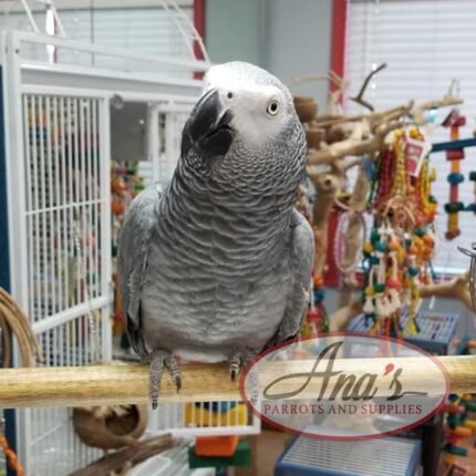 Congo African Grey