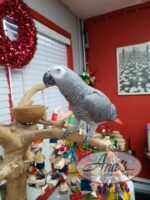 Congo African Grey