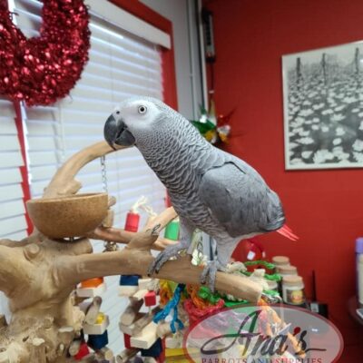 Congo African Grey