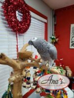 Congo African Grey