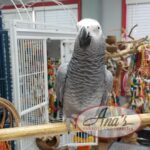 Congo African Grey