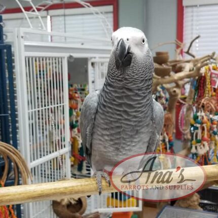 Congo African Grey