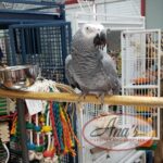 Congo African Grey