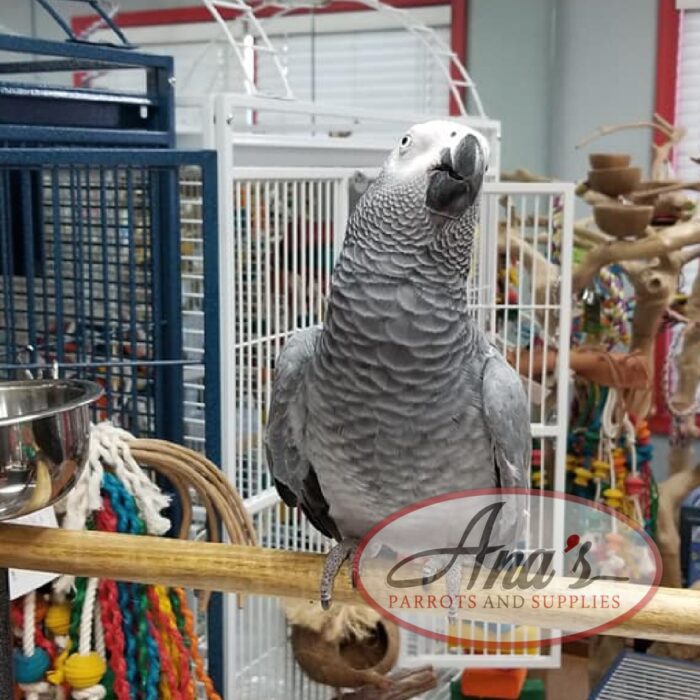 Congo African Grey