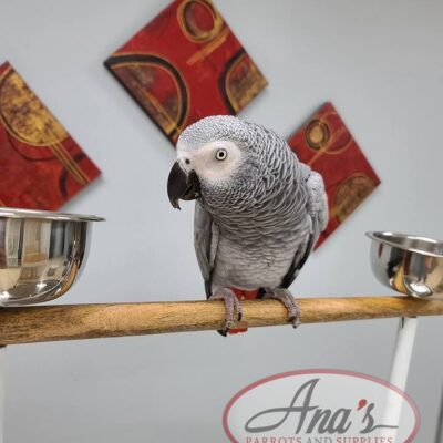 Congo African Grey