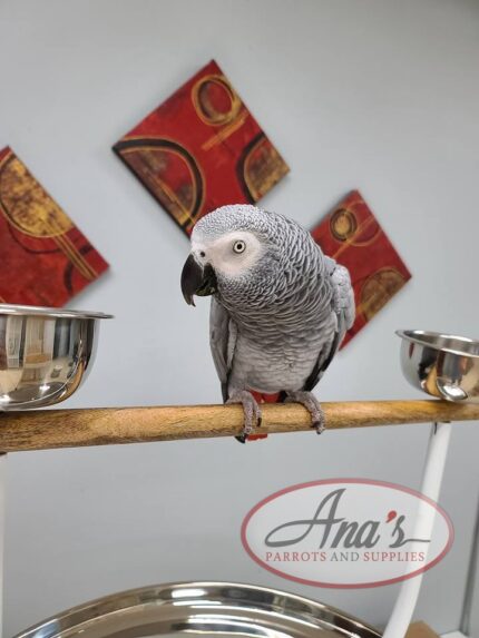 Congo African Grey