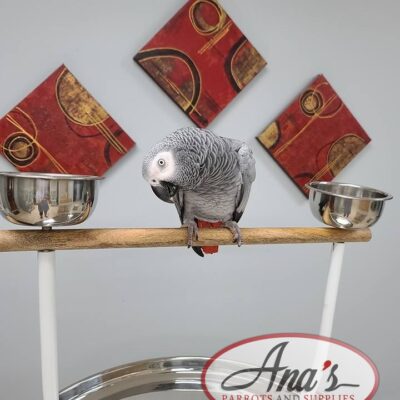 Congo African Grey