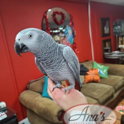 Congo African Grey