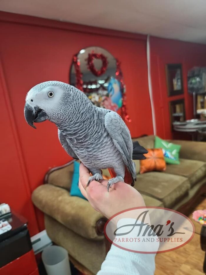 Congo African Grey