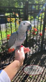 Congo African Grey Baby