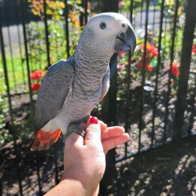 Congo African Grey Baby