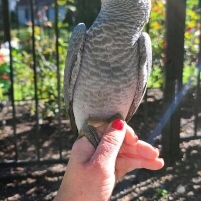 Congo African Grey Baby