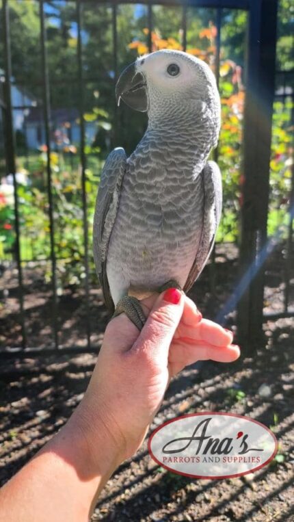 Congo African Grey Baby