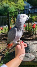 Congo African Grey Baby