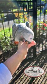 Congo African Grey Baby