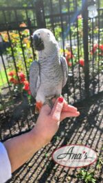 Congo African Grey Baby