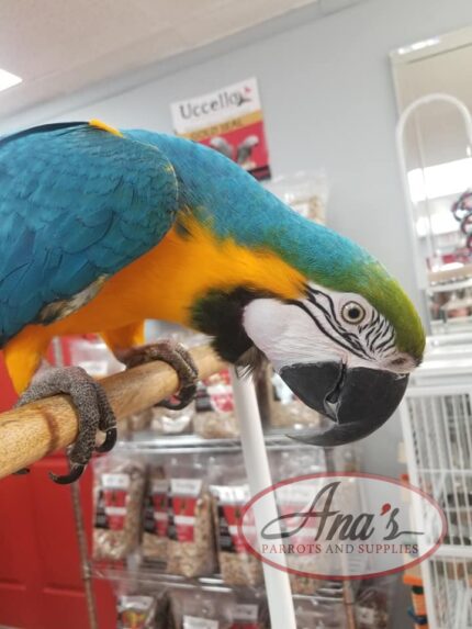 Gorgeous Blue and Gold Macaw