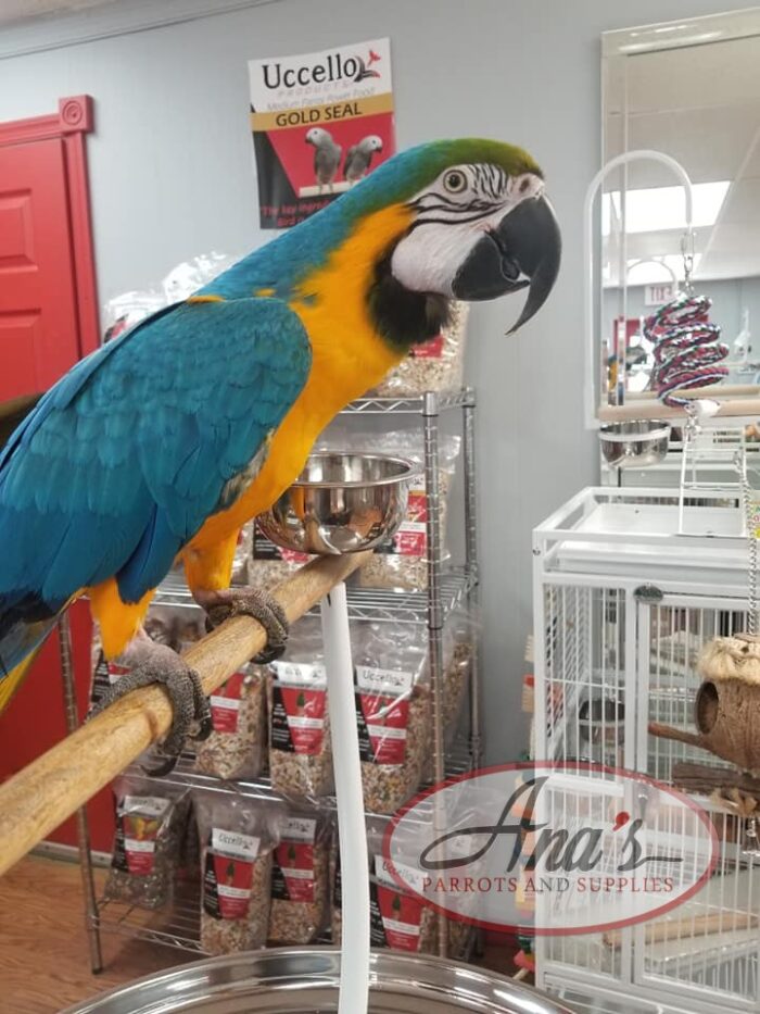 Gorgeous Blue and Gold Macaw