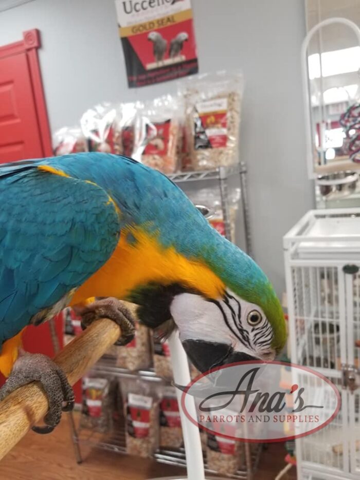 Gorgeous Blue and Gold Macaw