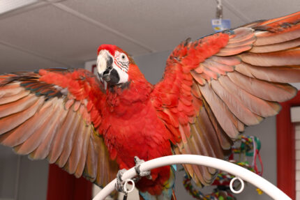 Gorgeous Capri (Red dominant) macaw