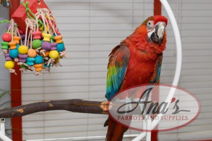 Gorgeous Capri (Red dominant) macaw