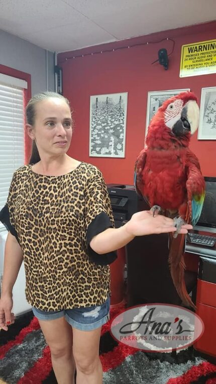 Gorgeous Green Wing Macaw